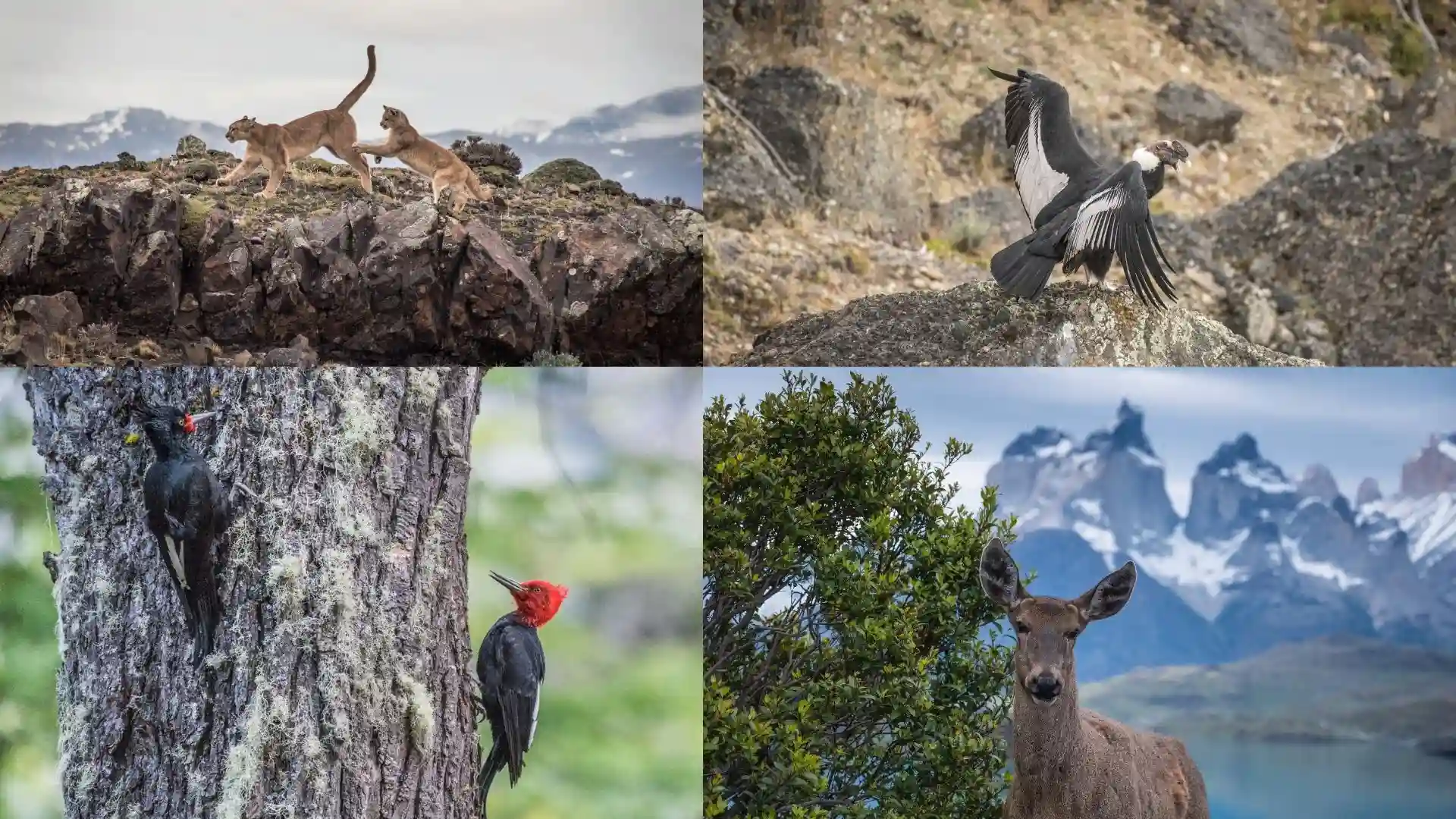 Todo lo Que Debes Saber Sobre los Animales en Torres del Paine